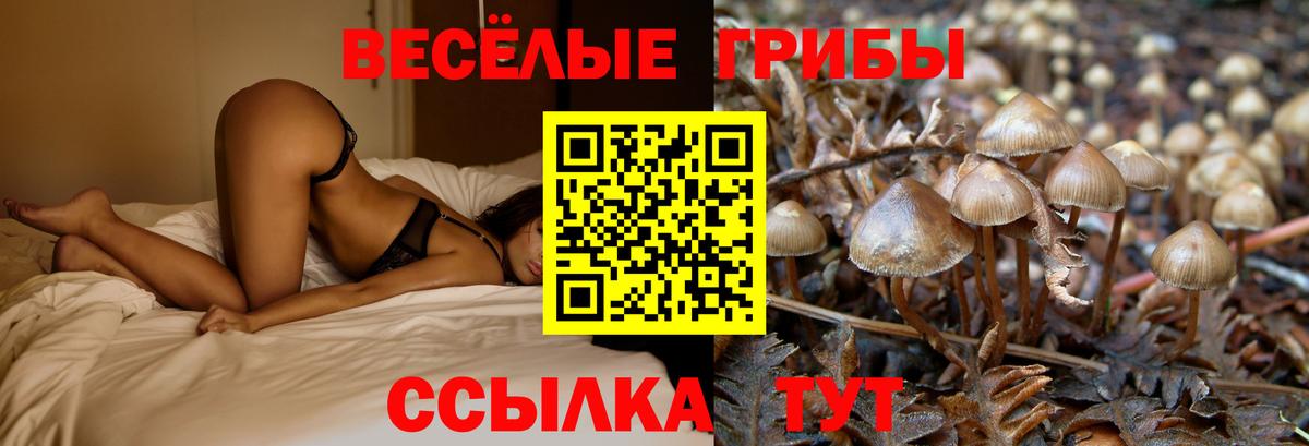 Галлюциногенные грибы Cubensis Карачаевск